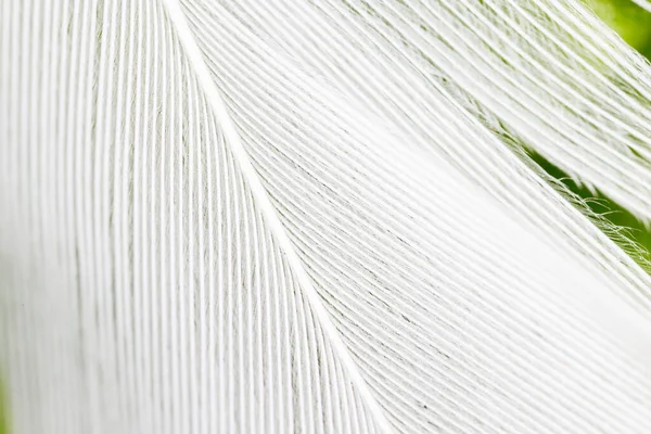 Plumas Sobre Fondo Verde Foto Una Textura Abstracta — Foto de Stock