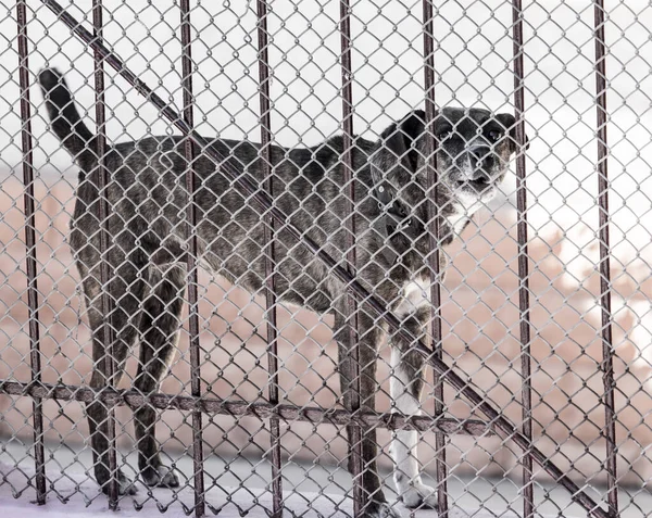 angry dog behind a fence . In the park in nature