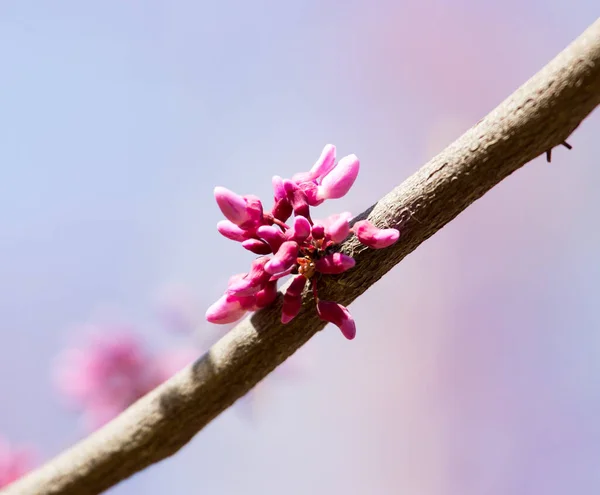 Rote Blumen Auf Dem Baum Der Natur — Stockfoto