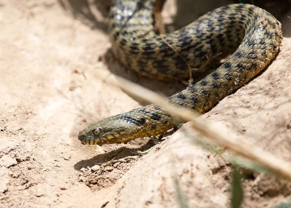Змея Природе Парке Природе — стоковое фото