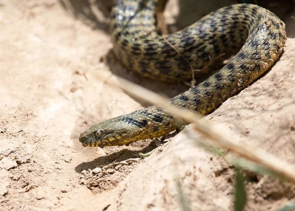 Serpiente Naturaleza Parque Naturaleza — Foto de Stock