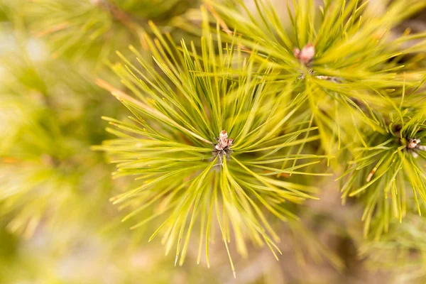 Zelené Jehličí Stromě Přírodě — Stock fotografie