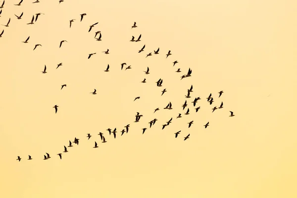 Troupeau Oiseaux Coucher Soleil Dans Parc Dans Nature — Photo