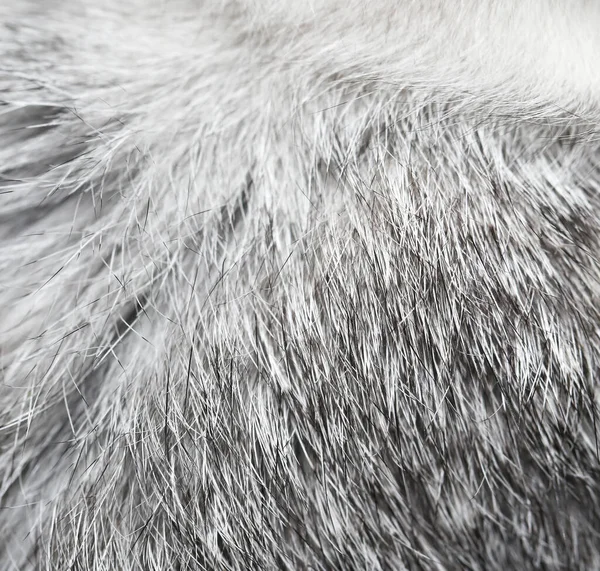 灰兔皮毛为背景 抽象纹理的照片 — 图库照片