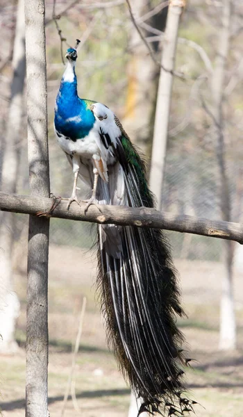 Pauw Een Boom Dierentuin Het Park Natuur — Stockfoto