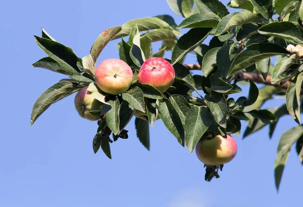 Ripe Apples Tree Park Nature — Stock Photo, Image