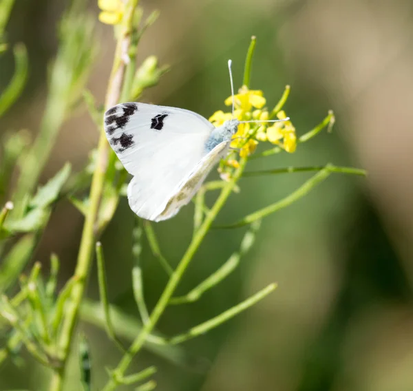 自然界では黄色の花に蝶 自然公園で — ストック写真