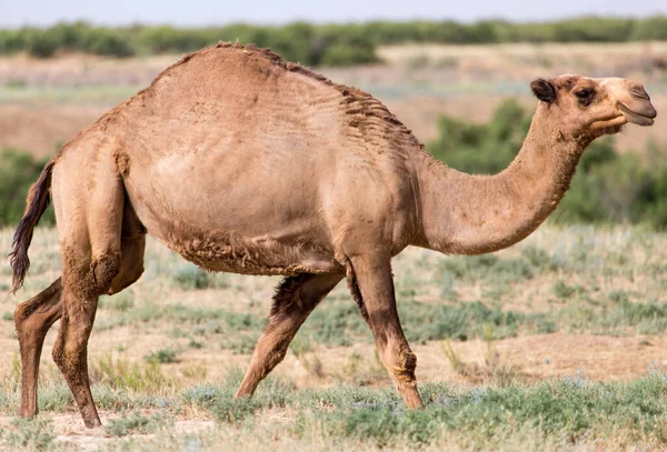 Retrato Camelo Natureza Parque Natureza — Fotografia de Stock