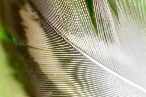 Plumas Sobre Fondo Verde Foto Una Textura Abstracta —  Fotos de Stock