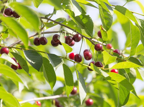 Cerises Mûres Sur Arbre Dans Nature — Photo