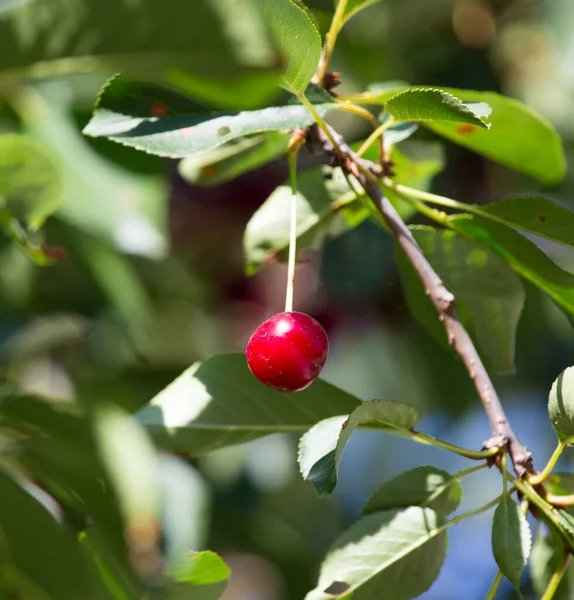 Cerezas Maduras Árbol Naturaleza — Foto de Stock