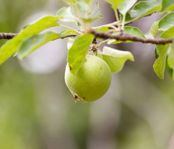 苹果生长在自然界的树上 在大自然的公园里 — 图库照片