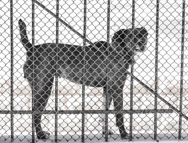 angry dog behind a fence . In the park in nature