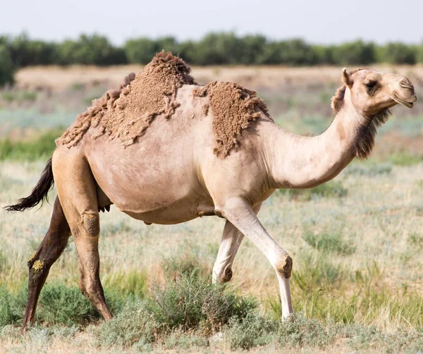 Porträt Eines Kamels Der Natur Park Der Natur — Stockfoto