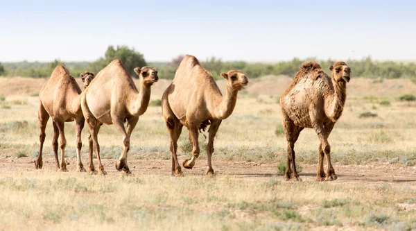 Caravana Camelos Deserto Parque Natureza — Fotografia de Stock