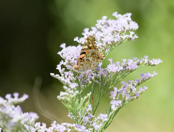 Beau Papillon Sur Une Fleur Dans Parc Dans Nature — Photo
