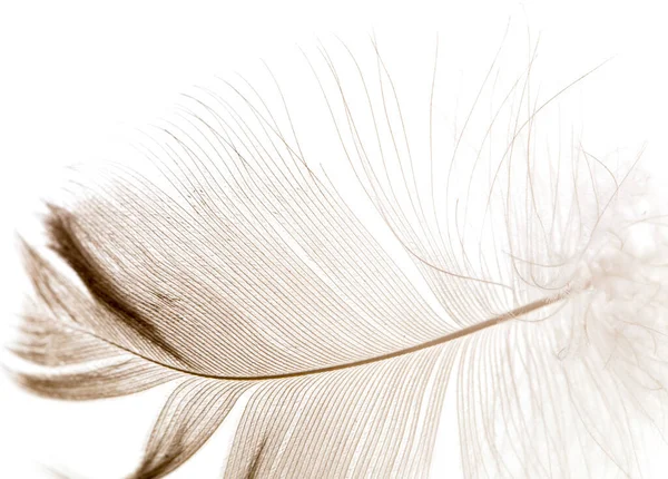 Plumes Sur Fond Blanc Photos Studio — Photo