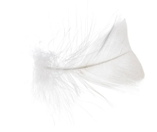 Feather White Background Photos Studio — Stock Photo, Image