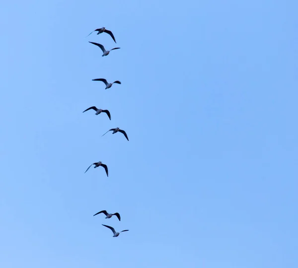 Bando Pássaros Céu Parque Natureza — Fotografia de Stock