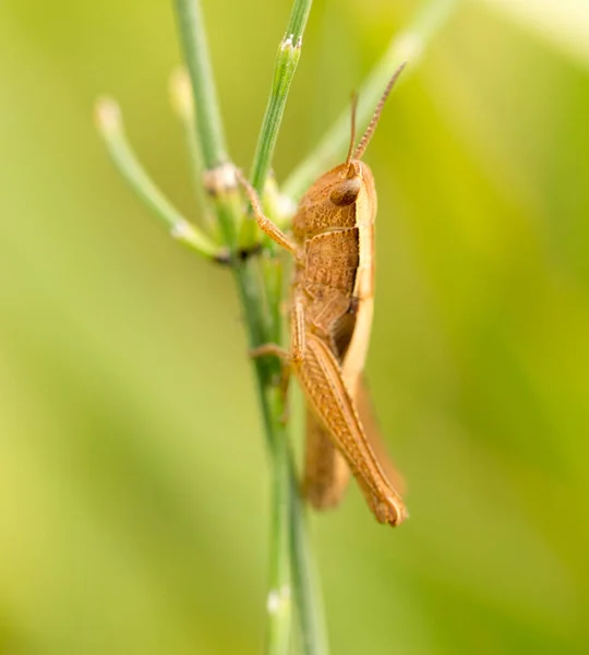 Sauterelle Dans Nature Presque Dans Parc Dans Nature — Photo