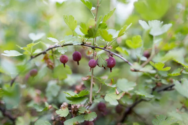 Ripe Berry Gooseberry Outdoors Park Nature — Stock Photo, Image