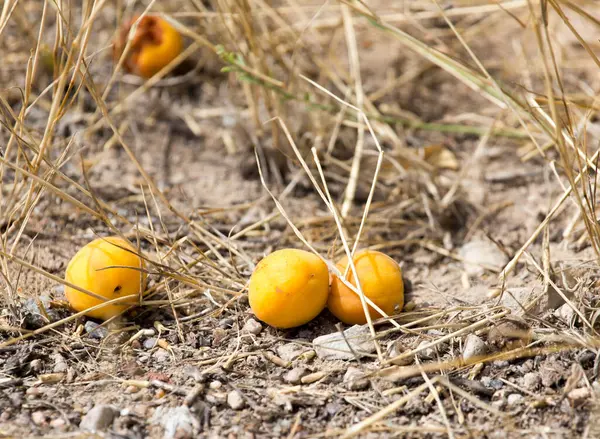 成熟的黄色杏仁在地上 在大自然的公园里 — 图库照片