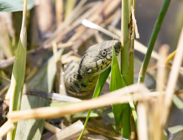 自然の中でヘビ 自然公園で — ストック写真