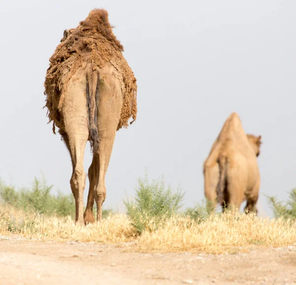 Kamelkarawane Der Wüste Park Der Natur — Stockfoto