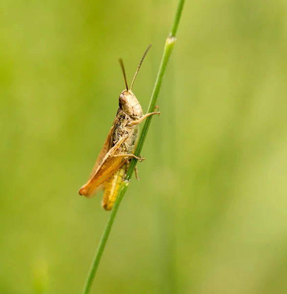 Grasshopper Nature Close Park Nature — Stock Photo, Image