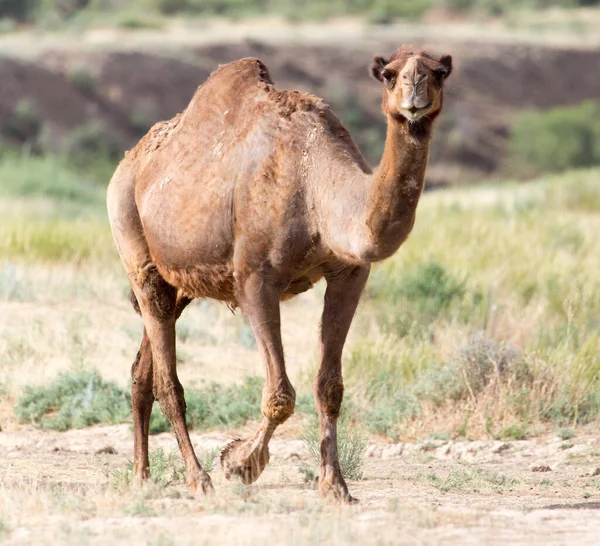 骆驼在自然界中的肖像 在大自然的公园里 — 图库照片