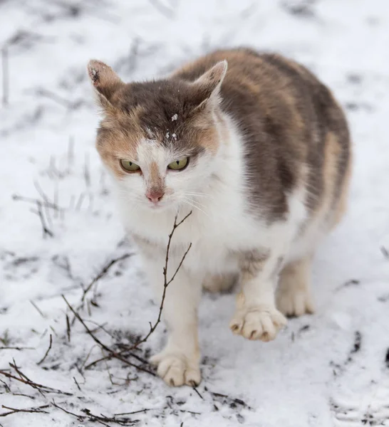 Katze Schnee Winter — Stockfoto