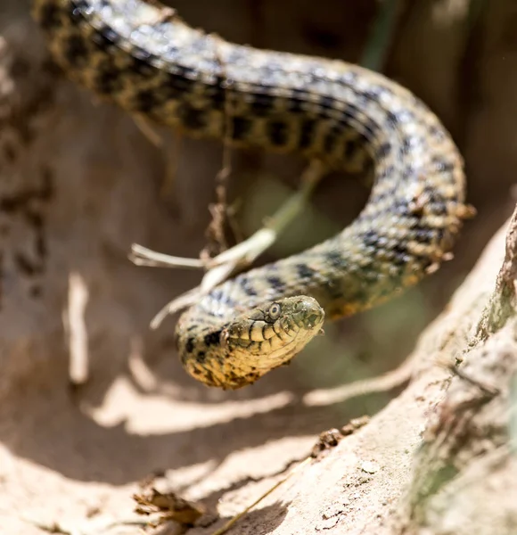 Serpente Nella Natura Nel Parco Nella Natura — Foto Stock