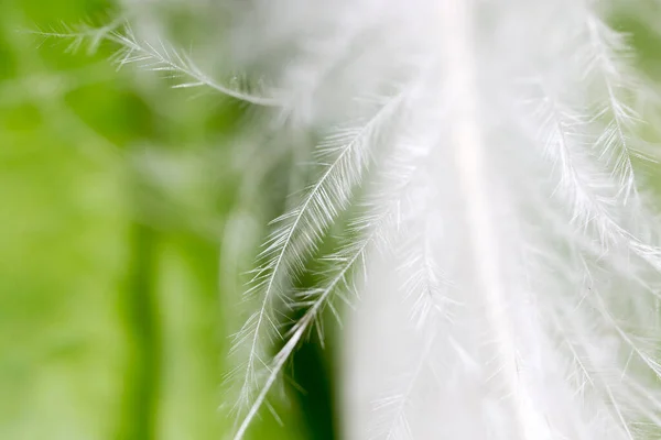 Plumas Sobre Fondo Verde Foto Una Textura Abstracta — Foto de Stock