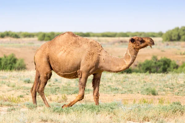 Retrato Camelo Natureza Parque Natureza — Fotografia de Stock