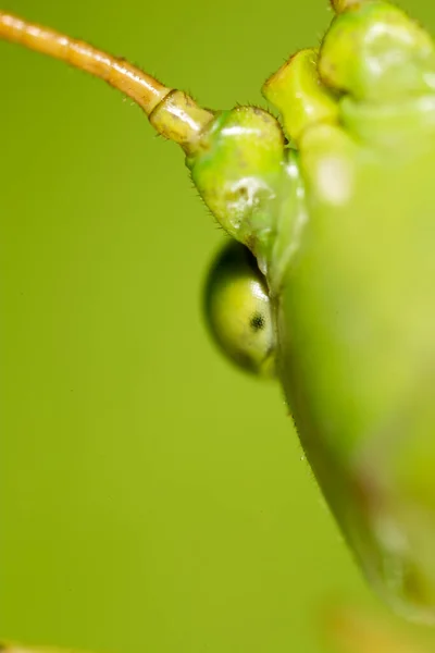 Grasshopper Super Macro Park Nature — Stock Photo, Image