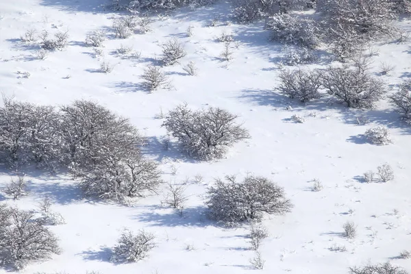 Dağlardaki Kardaki Ağaç Doğadaki Parkta — Stok fotoğraf