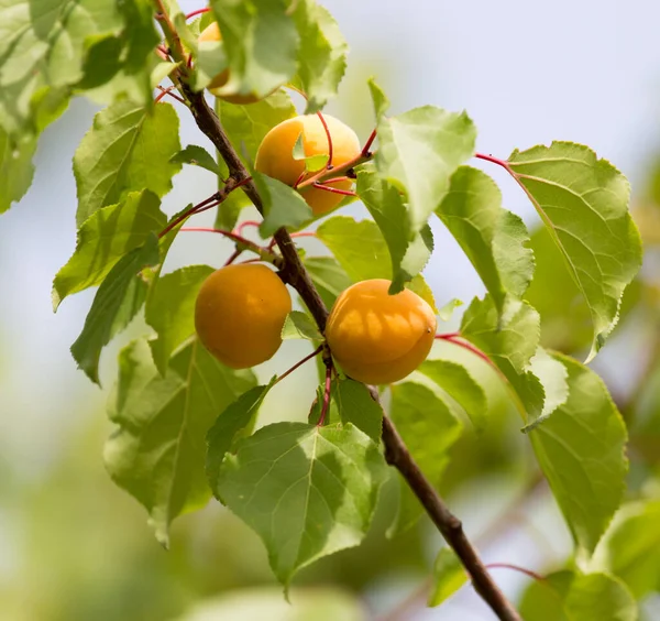 Ripe Yellow Apricot Tree Park Nature — Stock Photo, Image