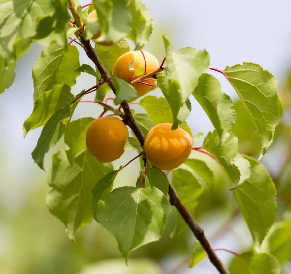 Abricot Jaune Mûr Sur Arbre Dans Parc Dans Nature — Photo