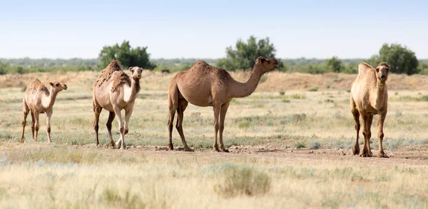 Caravana Camelos Deserto Parque Natureza — Fotografia de Stock