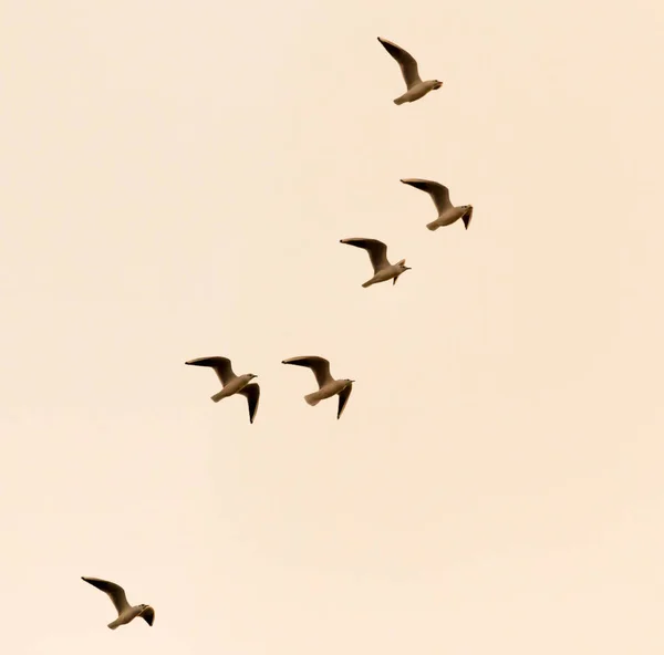 Una Bandada Aves Atardecer Parque Naturaleza — Foto de Stock