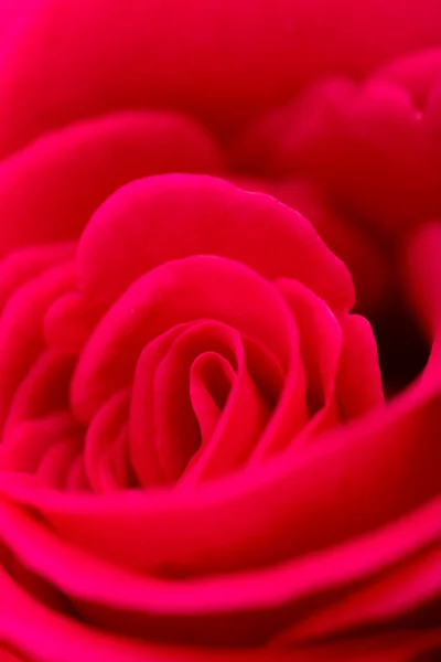 Red Rose Petals Background Macro — Stock Photo, Image
