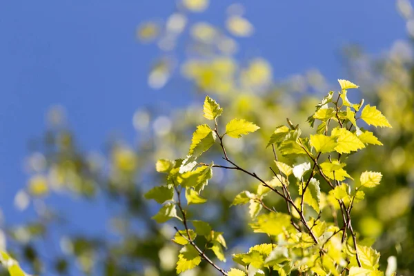 Hojas Verdes Abedul Naturaleza Parque Naturaleza —  Fotos de Stock