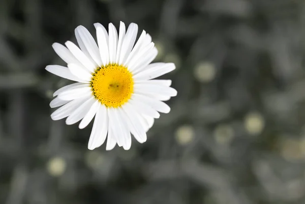 Blüht Weiße Gänseblümchen Auf Der Natur Park Der Natur Park — Stockfoto