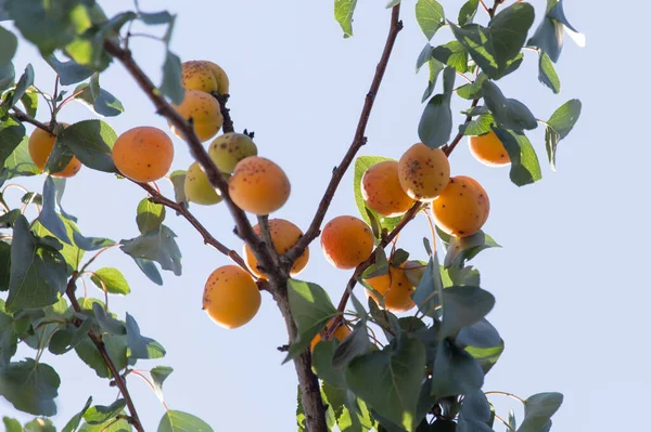 Reife Aprikosen Baum Der Natur — Stockfoto