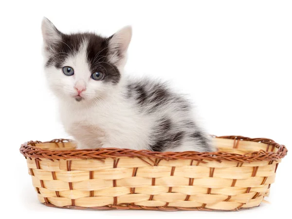 Kitten Basket White Background — Stock Photo, Image