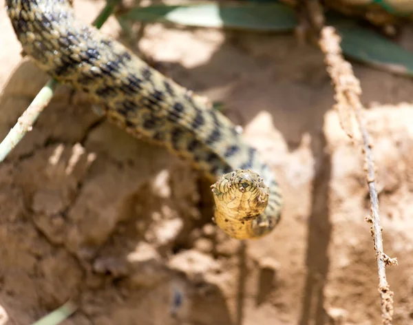 自然の中でヘビ 自然公園で — ストック写真