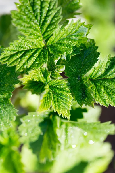 Jeunes Feuilles Framboise Dans Nature Dans Parc Dans Nature — Photo