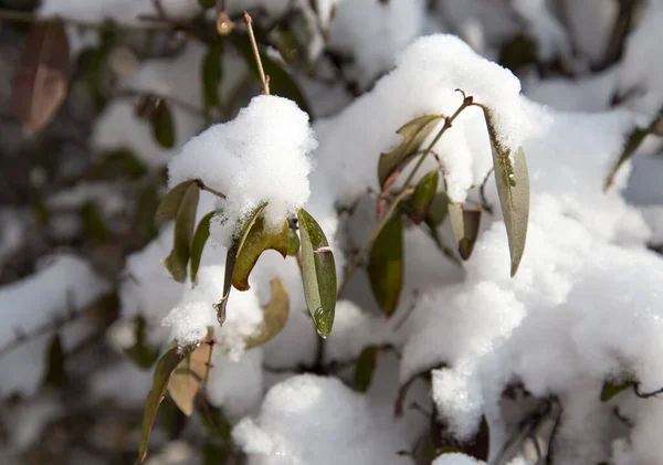 Neve Nas Folhas Arbusto — Fotografia de Stock