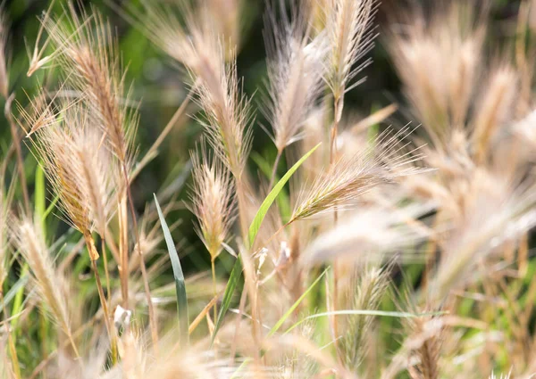 Orejas Secas Hierba Aire Libre Parque Naturaleza —  Fotos de Stock