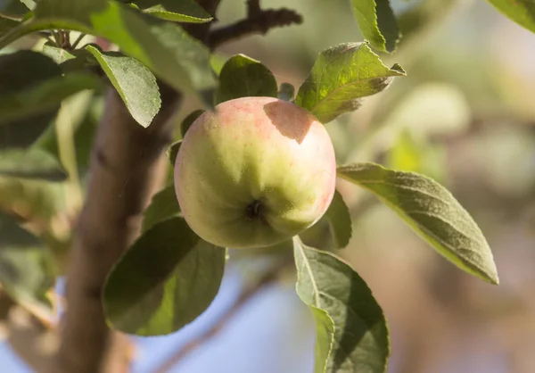 Ripe Apples Tree Park Nature — Stock Photo, Image